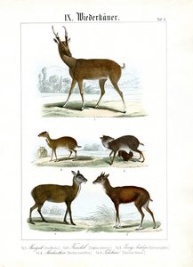 Olika små idisslare från Asien