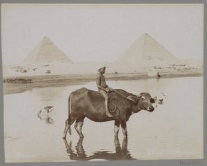 Pojke på en buffel med två pyramider i Egypten i bakgrunden Beufe et Pyramides (titel på objekt) av C. and G. Zangaki