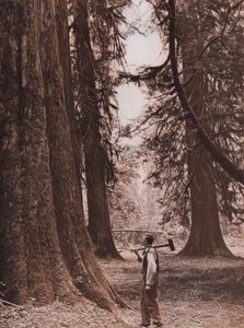Douglasgranar, British Columbia, Kanada (svartvitt foto)