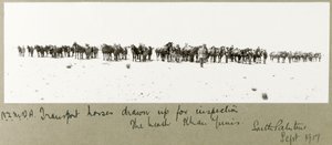 N.Z.M.F.A. transportera hästar utarbetade för inspektion på stranden, Khan Yunis, september 1917 av Capt. Arthur Rhodes