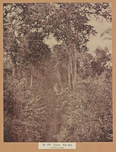 Nr 120. Rangoon. Tiger Alley av Capt. Linnaeus Tripe