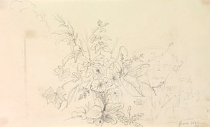 Skiss över växter och en milstolpe från naturen, 3 juni 1826 av Capt. Thomas Hastings