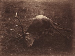 Död hjort av Captain Horatio Ross