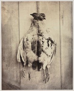 Rapphöns recto, c. 1861. av Captain N. Baily