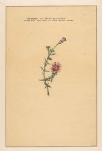 Ficus Ficoides seu Ficus aizoides (...) (titel på objekt) av Carel Borchaert Voet