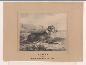 Hund Donau Donau. Chien du Baron de Westreenen de Tiellandt (titel på objekt) av Carel Christiaan Antony Last