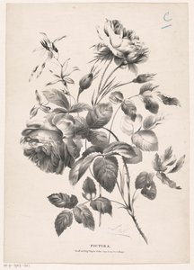 Twee rozen Pictura (serietitel på objekt) av Carel Christiaan Antony Last