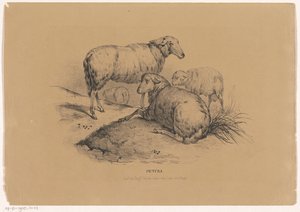 Fyra får Pictura (serietitel på objekt) av Carel Christiaan Antony Last