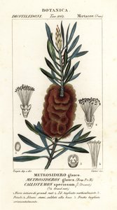 Albany flaskborste, Callistemon vacker