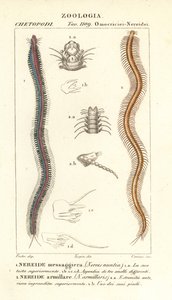 Stångtandad nereid, Perinereis nuntia 1 och nereid, Syllis armillaris 2