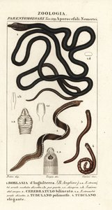 Skosnörsmask, Lineus longissimus 1, Borlasia angliae 1, snabelmask, Cerebratulus bilineatus 2, Cerebratulus bilineatus 2, bandmask, Tubulanus polimorphus 3, Tubulanus elegans 4