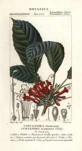Cyrtandre planta, Cyrtandra staminea, Cirtandra staminea