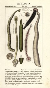 Fiskiglar och sötvattensiglar: Branchiobdellida 1, Pontobdella spinosa 2, Whitmania laevis 3, Hirudo vittata 4, Piscicola geometra 5, Ichthyobdella geometra 5, Geobdella trochetii 6