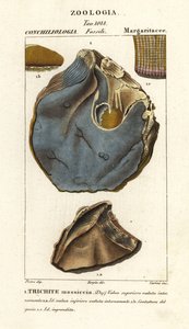Fossil av utdöda ostronarter, Trihites plati