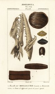 Fossil skalle av en utdöd Mososaurus hittad vid Maastricht 1, och smaker av utdöda fiskar 2-5
