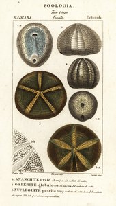 Fossil av utdöda sjöborrar: Echinocorys (Ananchites) 1, Galerites globulosus 2 och Nucleolites patella 3