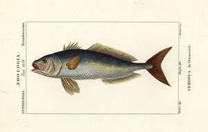 Större amberjack, Seriola dumerili, Seriola di Dumeril