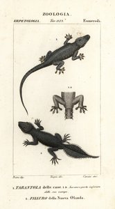 Husgecko, Hemidactylus frenatus 1, och bredsvansad gecko, Phyllurus platurus 2
