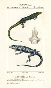 Jungle-runner, Ameiva ameiva,, Lucertola ameiva 1 och golden tegu, Tupinambis teguixin, Safeguard of America