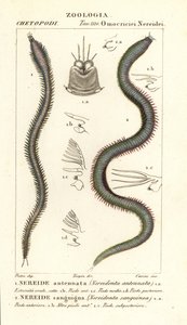 Leodice antennata, Nereidonta antennata 1 och Eunice sanguinea, Nereidonta sanguinea 2