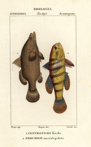 Nilabborre, Lates niloticus, och sovfisk eller gudgeon, Ophiocara macrolepidota