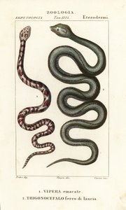 Ringhalsad spottkobra, Hemachatus haemachatus 1, och Martinique lanshuvud, Bothrops lanceolatus 2