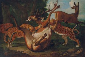 Leoparder som attackerar rådjur i ett landskap