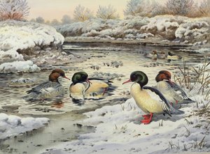 Goosanders av Carl Donner