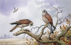 Par Kestrels (wc) av Carl Donner