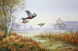 Fasaner under flygning (wc)