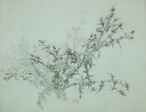 Studie av en blommande tistel, 1846. av Carl Georg Anton Graeb