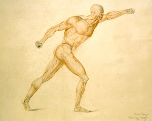 Anatomisk muskulatur av en man i full stretch av Carl Haag