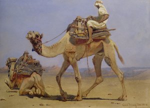 Kamel förbereder sig för att ligga ner, 1858