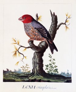Loxia erythrocephala (Amadina erythrocephala), rödhårig fink, akvarell av Carl Linnaeus