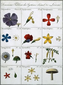 Andra tabellen i Linneans växternas könssystem av Carl Linnaeus