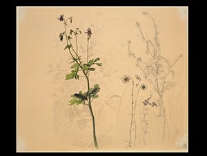 Akelei, margerita, vitlök och mansblomma