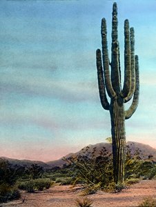 United States of America, Arizona, Giant Cactus in the Sonora desert, bilddatum: cirka 1920. Carl Simon-arkivet av Carl Simon