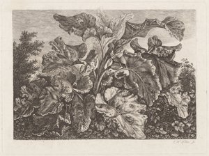 Plantstudie med kardborre av Carl Wilhelm Kolbe