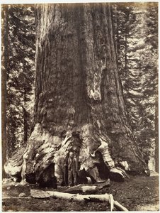 Base of the Grizzly Giant, från The Yosemite Book: A Description of the Yosemite Valley and the Adjacent Region of the Sierra Nevada, and of the Big Trees of California, av Josiah Dwight Whitney (1819) av Carleton E. Watkins