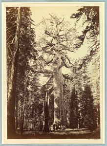 Grizzlyjätten, Mariposa Grove, Yosemite av Carleton E. Watkins