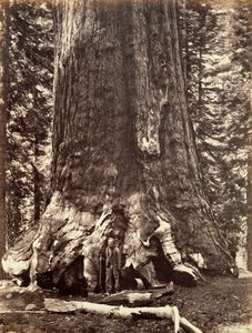 Basen av Grizzly Giant, Giant Sequoia tree, Yosemite, Kalifornien, 1868