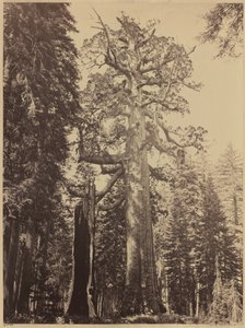 Grizzly Giant, Mariposa Grove,1861 (foto) av Carleton Emmons Watkins