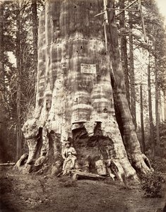 Skogens moder, 1865-66, tryckt ca. 1876. av Carleton Emmons Watkins