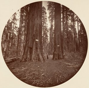 Inga, ca. 1878. av Carleton Emmons Watkins