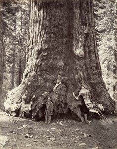 Sektion av Grizzly Giant, 101 fots omkrets, 1865-66, tryckt ca. 1876. av Carleton Emmons Watkins