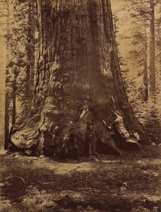 Sektion av Grizzlyjätten med Galen Clark, Mariposa Grove, Yosemite, 1865-66.