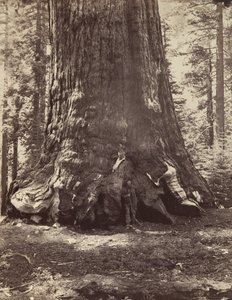 Sektion av Grizzly Giant med Galen Clark, Mariposa Grove, Yosemite, 1865-66, tryckt ca. 1876.