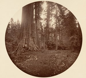 Skogens fader - C. Grove, ca. 1878. av Carleton Emmons Watkins