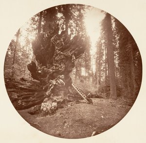 Skogens fader - Hästens baksida. Calaveras Grove, ca. 1878.