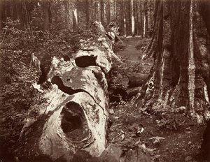 Skogens fader, 112 fots omkrets, Calaveras Grove, 1865-66, tryckt ca. 1876. av Carleton Emmons Watkins
